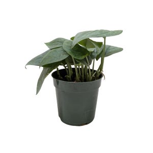 May include: A potted houseplant featuring multiple heart-shaped leaves with a variegated pattern of muted green and silver-grey tones. The plant is contained within a simple, dark green plastic nursery pot with a smooth, tapered cylindrical shape.