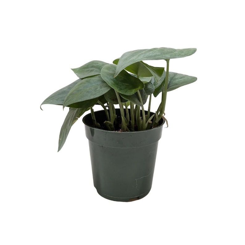 Scindapsus Platinum Java zdjęcie 1