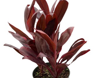 Cordyline 'Calypso Queen'