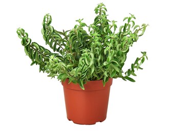 Curly Lipstick Plant