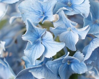 Blue Hydrangea