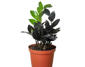 ZZ Zamioculcas 'Black Queen' Live Plant