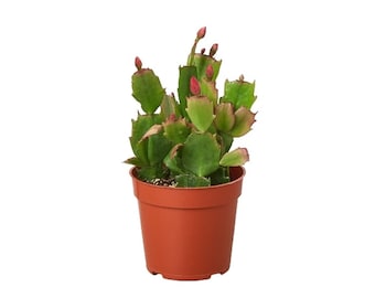Zygocactus 'Christmas Cactus' Live Plant