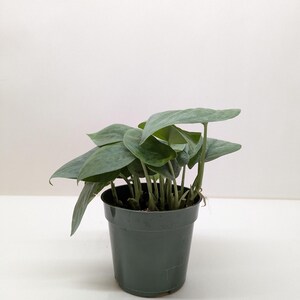 Scindapsus Platinum Java zdjęcie 3