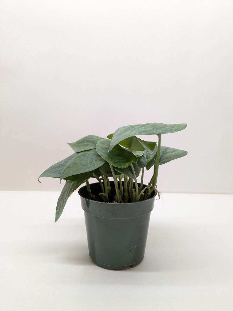 Scindapsus Platinum Java zdjęcie 3