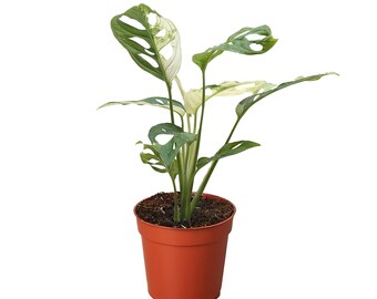 Monstera Adansonii 'Swiss Cheese Variegated'