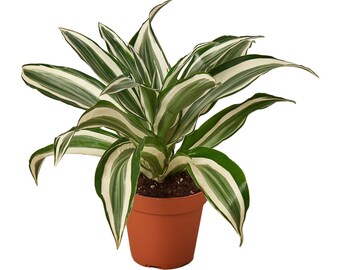 Dracaena Warneckii 'White Jewel'