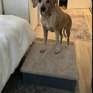 May include: A tan and white dog stands on a gray pet step. The dog has floppy ears and is wearing a patterned collar. The step has a gray carpeted top and a blue base. The dog is in a bedroom setting.