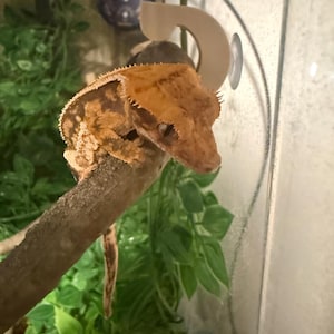 May include: A crested gecko with orange and brown patterned skin resting on a wooden branch inside a glass enclosure. The gecko has prominent crests above its eyes and a long tail. A beige suction cup hook is attached to the glass wall nearby.