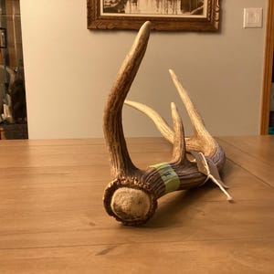 May include: A natural deer antler featuring a textured, brown, and tan surface with a rough, circular base. The antler has multiple points extending upwards and backwards, with a small piece of green tape and a white paper tag attached to the main stem.