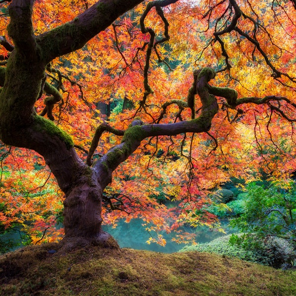 The Japanese Maple in Portland Oregon with it's Fall Colors, Tree Artwork Fine Art Print, Bright and Vibrant Home and Office Decor