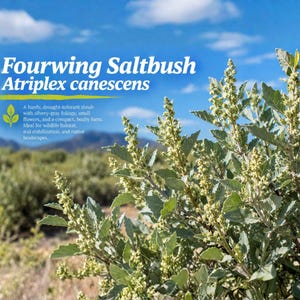 May include: A Fourwing Saltbush Atriplex canescens shrub with silvery-gray foliage and small flowers. The image includes text stating: Fourwing Saltbush Atriplex canescens. A hardy, drought-tolerant shrub with silvery-gray foliage, small flowers, and a compact, bushy form. Ideal for wildlife habitat, soil stabilization, and native landscapes.