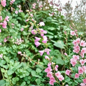 May include: A cluster of tall, slender stems featuring small, delicate pink flowers with five petals each. The stems rise from a dense bed of rounded, vibrant green leaves, with several unopened flower buds visible along the upper stalks.