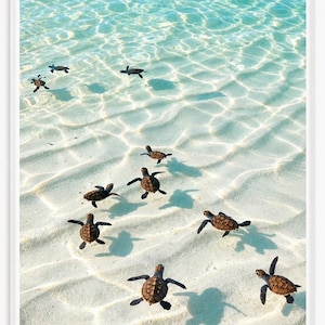 May include: A framed wall art print featuring a group of small brown sea turtles swimming in shallow, crystal-clear turquoise water over a white sandy ocean floor. The sunlight creates shimmering patterns on the seabed and the turtles.