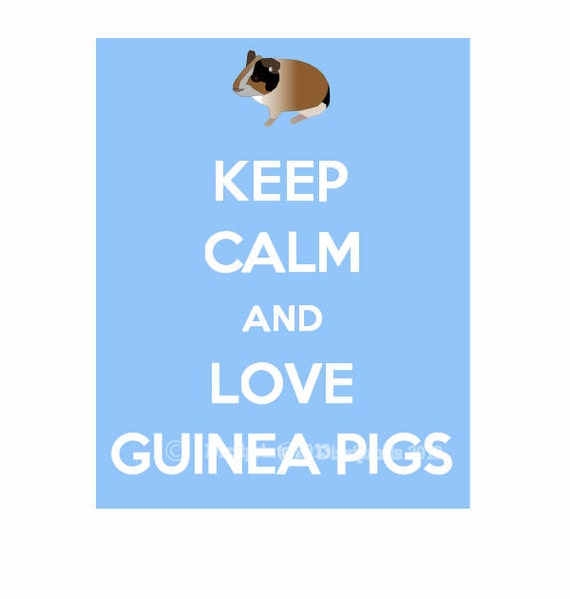Items similar to Keep Calm and Love Guinea Pigs, Keep Calm, Guinea Pigs, Pet poster on Etsy