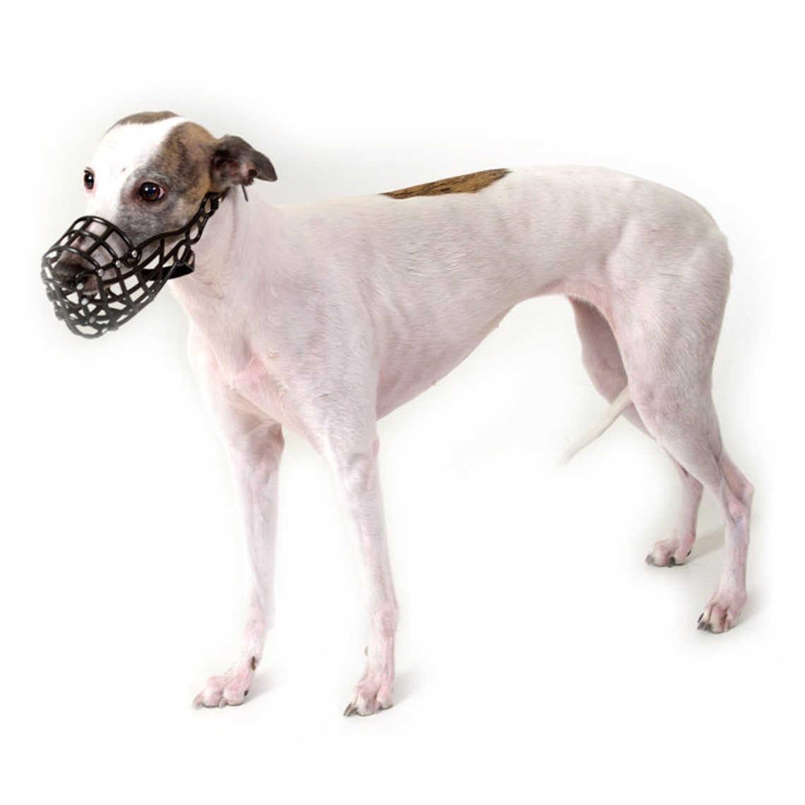 Whippet Muzzle European Style Whippet Muzzle Dog Muzzle Etsy