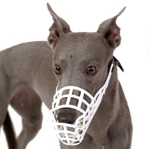 Op de afbeelding: Een grijze Italiaanse Greyhound-hond met een witte plastic muilkorf. De hond heeft grote, expressieve bruine ogen en rechtopstaande oren. De muilkorf is ontworpen met een rasterpatroon en een riem om de nek.