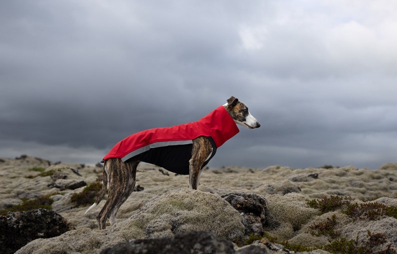 Whippet Softshell Jacket Jumper for Greyhound, Saluki, Podenco, Lurcher, Italian Greyhound With zippers Red 8 sizes available image 1