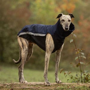 Może przedstawiać: Chart polski w niebiesko-szarym, wodoodpornym płaszczu dla psa z wysokim kołnierzem. Pies stoi na kłodzie w lesie.