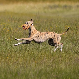 Op de afbeelding: Een gestroomde hond met een oranje muilkorf rent door een veld met lang groen gras. De hond is in volle vaart, met uitgestrekte poten en opgerichte oren. De achtergrond is een zachte waas van groen en geel.