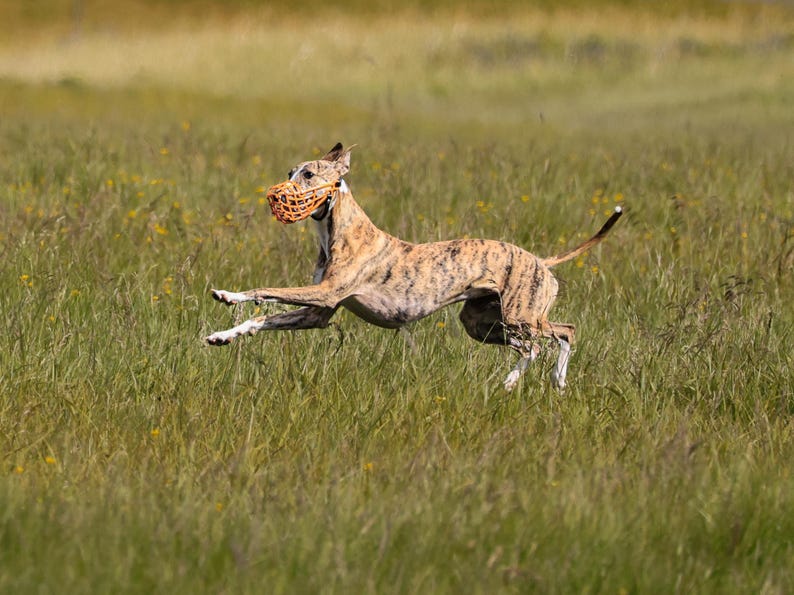 Op de afbeelding: Een gestroomde hond met een oranje muilkorf rent door een veld met lang groen gras. De hond is in volle vaart, met uitgestrekte poten en opgerichte oren. De achtergrond is een zachte waas van groen en geel.