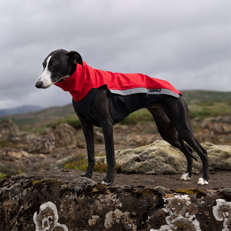 Veste softshell Whippet Pull pour lévrier, saluki, podenco, lurcher, lévrier italien avec fermetures éclair rouge 8 tailles disponibles image 2