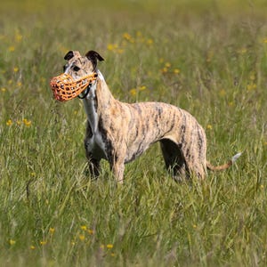 Op de afbeelding: Een gestroomde hond met een oranje muilkorf staat in een veld met lang groen gras en gele wilde bloemen. De hond is een slank ras, waarschijnlijk een Greyhound, met een lange nek en poten.