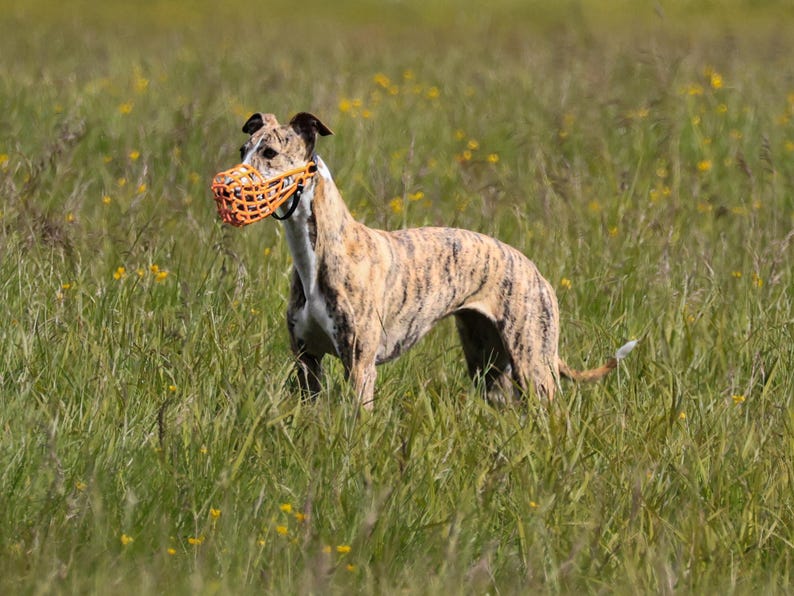 Op de afbeelding: Een gestroomde hond met een oranje muilkorf staat in een veld met lang groen gras en gele wilde bloemen. De hond is een slank ras, waarschijnlijk een Greyhound, met een lange nek en poten.