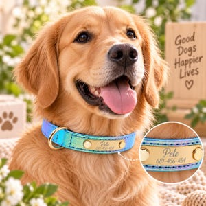 May include: A golden retriever wearing a shimmering iridescent blue and green collar with a gold-toned metal nameplate. The nameplate is engraved with the name Pele and the phone number 681-456-454, secured by two gold-toned rivets on the collar.
