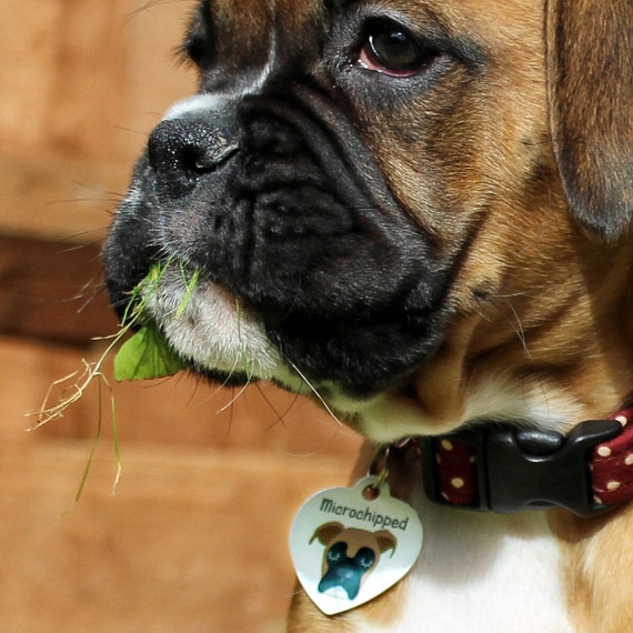 boxer dog collar