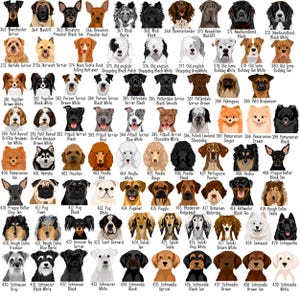 May include: A collection of 77 dog breed illustrations, each labeled with a number and breed name. Breeds include Manchester Terrier, Mastiff, Miniature Pinscher, Poodle, and more. The dogs are depicted in various colors and poses.