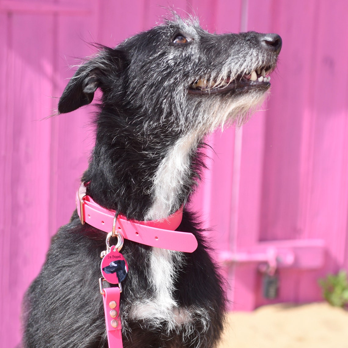 Waterproof Dog Collar with Personalised Tag Vegan Dog Collar Etsy