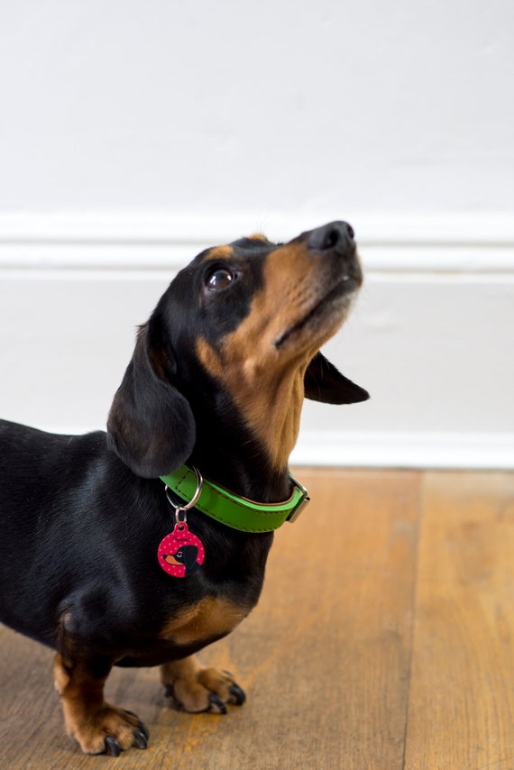 dachshund collars