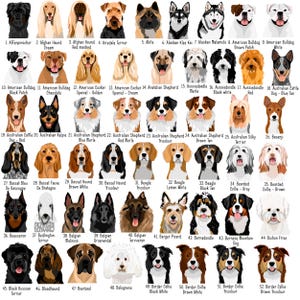 May include: A detailed illustration featuring 52 different dog breeds, each labeled with its name. The dogs are depicted in a variety of colors and coat types, including breeds like Afghan Hound, Beagle, and Border Collie.