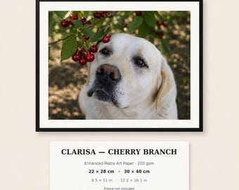 Portret van een witte Labrador te midden van een kersenboom, matte wandprint, decoratie voor in de boomgaard, cadeau voor dierenliefhebbers.