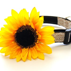 Dog Collar Flower, Yellow Sunflower Dog Collar Attachment, Collar Attachments, Collar Accessories, Wedding Dog Collar, Gifts for Dogs image 1