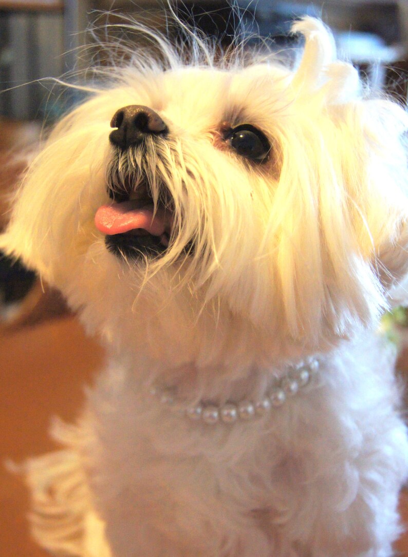 Dog Pearl Necklace Dog Pearl Collar Dog Jewelry Wedding Dog | Etsy