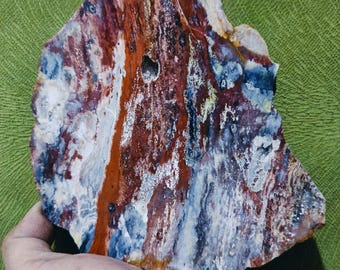 Zeldzaam Indonesisch exemplaar van versteend hout, fossiele steenkunst, verzamelobject