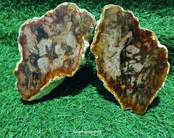 Natuurlijke, versteende houten splijtplaat – uniek exemplaar.