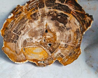 Set van twee gepolijste schijven versteend hout, decoratie van natuurlijke fossiele houtplaten