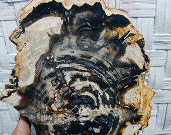 Set van twee gepolijste stenen van versteend hout, uniek natuurlijk patroon, aardse tinten, steen voor huisdecoratie.