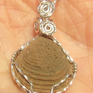 Fossil  Clam shell pendant in Silver  Wire