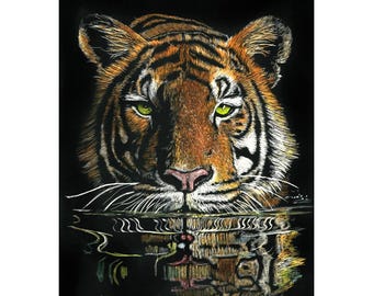 Tiger in Water, Print of an Original Scratchboard Drawing, Mounted in 8”x10” White Mat