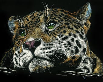 Pensive Leopard, Print of an Original Scratchboard Drawing, Mounted in 8”x10” White Mat