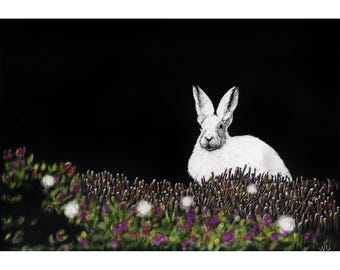 White Rabbit, Original Scratchboard Drawing, Mounted in 11x13 inch Black Plastic Frame