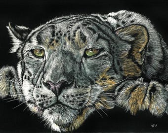 Snow Leopard,  Print of an Original Scratchboard Drawing, Mounted in 8”x10” White Mat