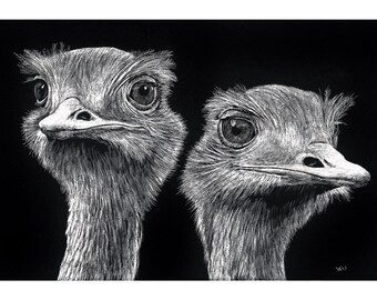 Ostrich Pair, Original Scratchboard Drawing, Mounted in 11”x 14” White Mat