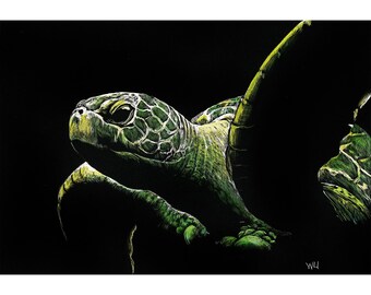 Sea Turtle 2, Print of an Original Scratchboard Drawing, Mounted in 8”x10” White Mat