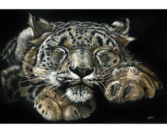 Sleeping Snow Leopard, Original Scratchboard Drawing, Mounted in 11”x 14” White Mat
