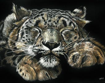 Sleeping Snow Leopard, Print of an Original Scratchboard Drawing, Mounted in 8”x10” White Mat